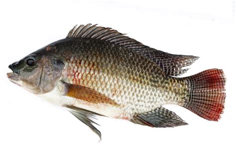 Thermal treatments with temperatures above 32 degrees-C to 36. . Nile tilapia
